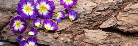 Banner with Purple Primula acaulis or primrose with a yellow heart on dark wooden background with copy spaceの写真素材