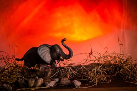 An elephant silhouetted against a dramatic sunsetの写真素材