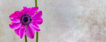banner with pink spring flower Poppy Anemone (Anemone coronaria) iin front of a natural light background with copy space.の写真素材