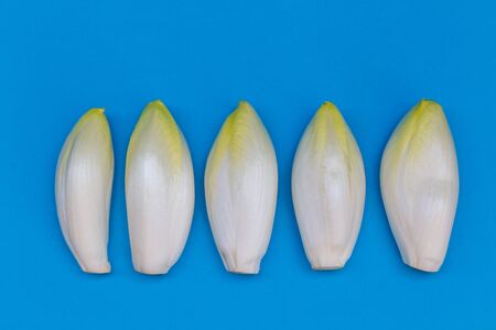 Fresh chicory on a clear blue backgroundの写真素材