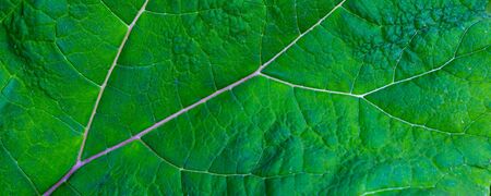 Fresh green leafs with lwhite veins, Botanical web banner with copy space
