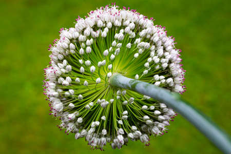 Beautitful little flowers in circle of the Leek plant in full bloom on a green backgroundの写真素材