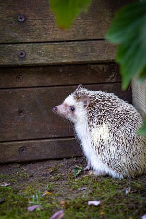 Vertical portrait of an adorable African white- bellied or four-toed hedgehog playing outside on grass.の写真素材
