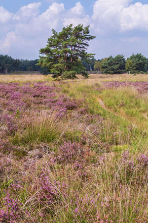 Tree between purple blooming heather in Nature park Veluwe, Ede municipality, Gelderland in the Netherlandsの写真素材