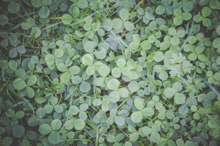 Background with green clover growing between grass