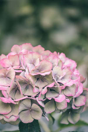 Background with withered Hortensia in front of geen leavesの写真素材