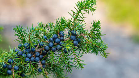 CLoseup Common Juniper branch with fresh blue berriesの写真素材