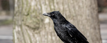 Black and white banner with Blackbird or raven in the city