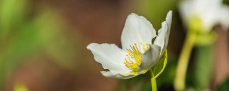 Banner with White Hellebore flower or Chirstman rose in front of a green background during springtimeの写真素材