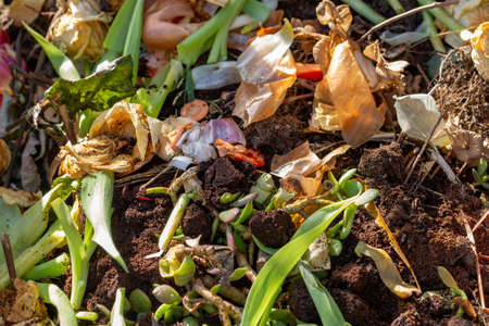 Closeup of differenti kinds of green waste at compost heapの写真素材