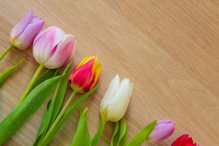 Flat lay with different colorfull Dutch tulipsの写真素材