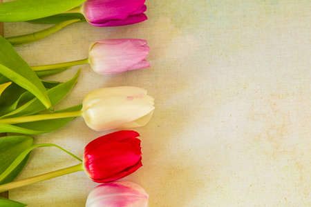 Flat lay with different colorfull Dutch tulipsの写真素材