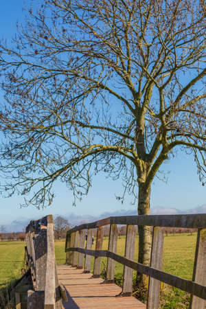 Rural Dutch scene with tree and bridgeの写真素材