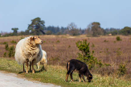 Landscape of Dutch nature park with Drenthe sheep and lamb in Drents Friese Wold near Appelscha in Denthe en Friesland The Netherlandsの写真素材