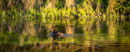 Banner with Great Crested Grebe reflected in water during golden hour