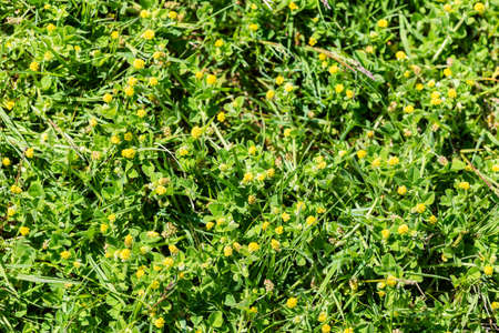 Blooming wildflowers like yellow clover between grass, Biodiversity concept