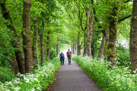 Elderly couple with backpacks hiking along the road between trees and blooming cow parsley in The...