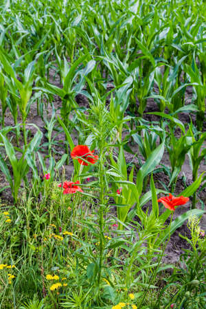 Nature-inclusive or circular and sustainable agriculture with wild flowers along corn field in the Netherlands, Europe