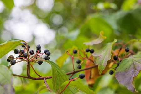 Common or bloody dogwood, Cornus sanguinea with balck berries on green foliage backgroundの写真素材
