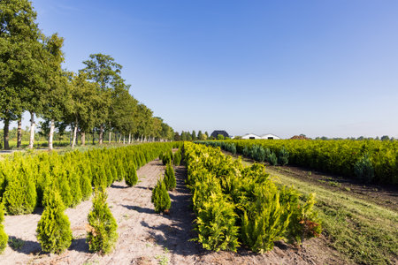 Landscape tree nursery in Niebert municipality Westerkwartier in Groningen province the Netherlandsの写真素材