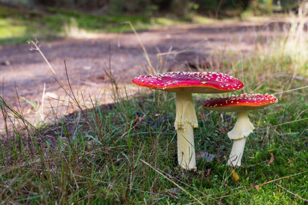 Fungus closeup of beautiful red fly agaric mushroom between grass and autumn leavesの写真素材