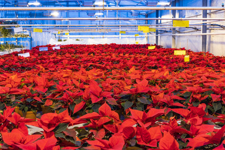 Glass house cultivating poinsettia chirstmas star plants with blue led light during the winter time which stimulates growth like natural light.の写真素材