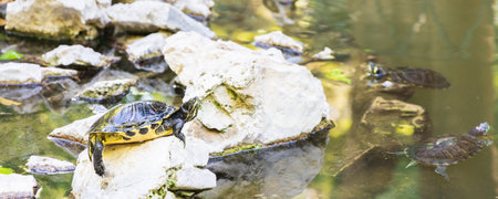 Turtle in National garden of Athens in Greece in the center of the cityの写真素材