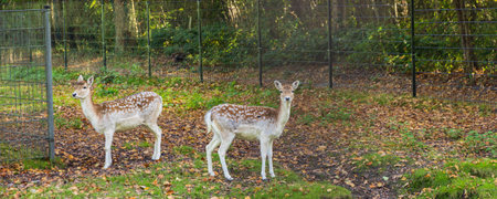 Estate and park Nienoord in Leek municipality Westerkwartier Groningen province in The Netherlandsの写真素材