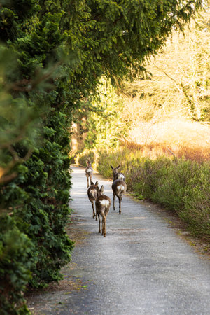 Deer running away in Pinetum in Hortus Botanicus in Haren Municipality Groningen in Groningen province he Netherlandsの写真素材