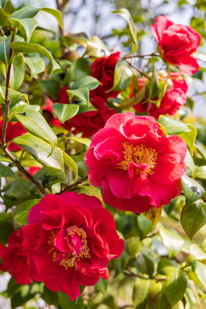 Red blooming camelia in tropical garden of Hortus Botanicus in Haren Municipality Groningen in Groningen province he Netherlandsの写真素材