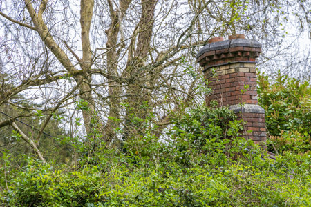 Old houee or shed with chimney overgrown by green plants and bushes in Cork Munster province in Ireland Europeの写真素材