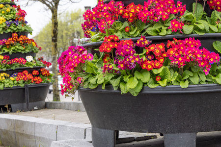 Blooming basket towers with colorful petunia flowers in the center of Cork Munster province in Ireland Europeの写真素材