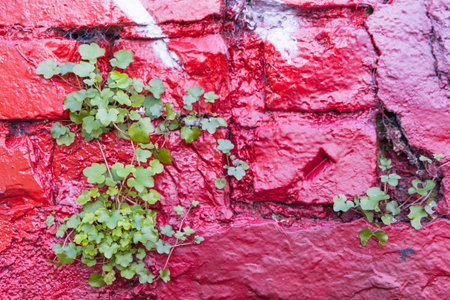 Bluebells plant growing on red painted wall in teh center of Cork Munster province in Ireland Europeの写真素材