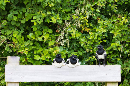 Juvenil Eurasian magpie birds sitting on a fence waiting to be fed at Wadden island Terschelling in Friesland province in The Netherlandsの写真素材