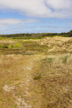 Dunes landscape near Formerum at Wadden island Terschelling in Friesland province in The Netherlandsの写真素材