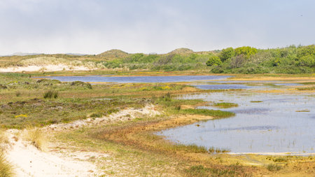 Wadi along the dunes near Formerum at Wadden island Terschelling in Friesland province in The Netherlandsの写真素材