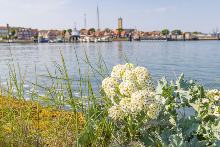 Cityscape West-Terschelling with blooming sea kale at Wadden island Terschelling in Friesland province in The Netherlandsの写真素材