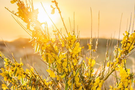 Gorse bush or Ulex Europaeus, between the dunes during golden hour at Terschelling Friesland...