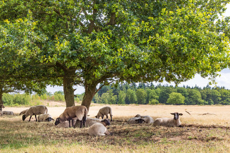 Sheep under big oak tree hiding for the sun in nature park Molenveld in Exloo municipality Borger-Odoorn in Drente The Netherlandsの写真素材