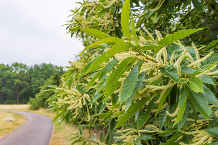 Blooming sweet chestnut tree along the road in Drenthe in The Netherlandsの写真素材