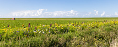 Agricultural field with floral edges in Pieterburen Het Hogeland in north Groningen in The...