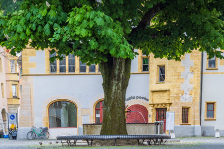Burgdorf, Switzerland - May 16, 2023: Large Chestnut tree in old city center of village Burgdorf, canton Bern in Switzerland during clouded dayのeditorial素材
