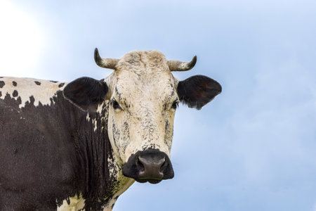 Nomaden cows grazing along Route des Cretes in Vosges region in Franceの写真素材