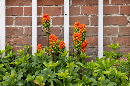 Orange green berries of Italian arum flowers also called Arum italicum, Italian lords-and-ladies or arum lilyの写真素材