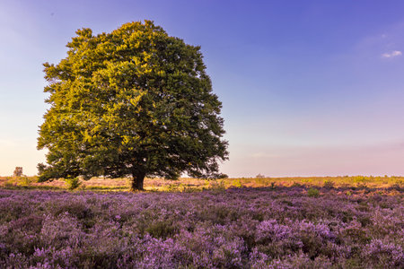 Colorful sunny landscape during sunset with blooming heather at Ginkel heath nature reserve at...