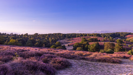 Colorful sunny landscape during sunset with blooming heather at nature reserve De Posbank at Veluwe in Rheden Gelderland The Netherlandsの写真素材