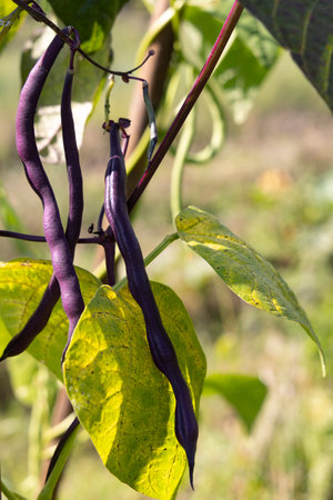 Closeup of fresh purple beans in vegetable garden