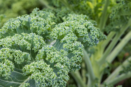 Close-up of fresh kale in vegetable gardenの写真素材