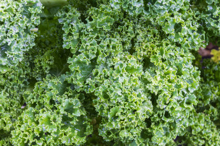 Close-up of fresh kale in vegetable gardenの写真素材