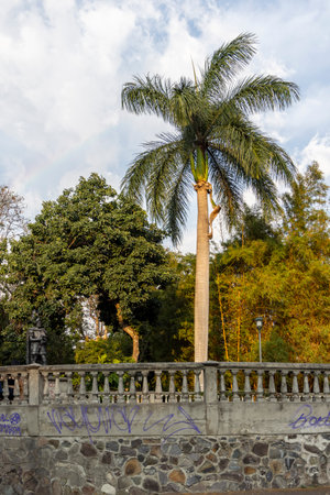 San Jose, Costa Rica -March 26, 2024: Big Palm tree in Morazan Park in San Jose capital city of Costa Ricaのeditorial素材